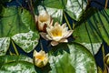 White water lilies among green leaves in a lake Royalty Free Stock Photo