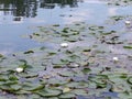 Waterliliy Royalty Free Stock Photo