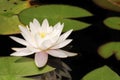 White waterliliy Royalty Free Stock Photo