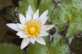 White waterlily Royalty Free Stock Photo