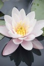 White waterlily Royalty Free Stock Photo