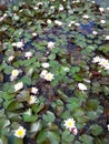 White waterlily `carpet` in a pond