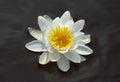 White waterlily floating in water