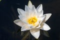 White Waterlily Flower Nymphaea alba, in full flowering shape