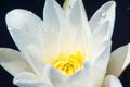 White Waterlily Flower Nymphaea alba, in full flowering shape