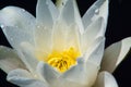 White Waterlily Flower Nymphaea alba, in full flowering shape