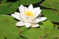 White waterlily flower, Nymphaea Alba Royalty Free Stock Photo