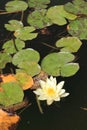 White waterlily flower, Nymphaea Alba Royalty Free Stock Photo