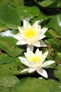 White waterlily flower, Nymphaea Alba Royalty Free Stock Photo