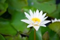 White water lily flower in pool Royalty Free Stock Photo