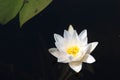 White Waterlily Flower & x28;Nymphaea alba& x29;, in full flowering shape