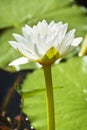 White Waterlily