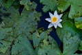 White waterlily and its damaged leaves Royalty Free Stock Photo