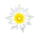 White waterlily or lotus flower