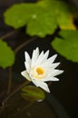 White waterlily. Royalty Free Stock Photo