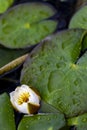 White waterlily bud in the pond Royalty Free Stock Photo