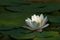 White waterlily Nymphaea albaamong leaf