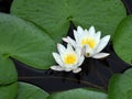 White waterlily Nymphaea albaamong leaf