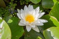 The white waterlily plant Royalty Free Stock Photo