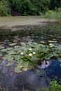 The white waterlily plant Royalty Free Stock Photo