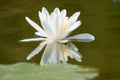 White Waterlily with reflection Royalty Free Stock Photo