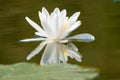 White Waterlily with reflection