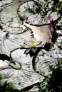 White waterlily in sunlight