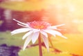 White waterlily with sunset light Royalty Free Stock Photo