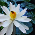 waterlily and insect on the middle