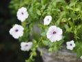 White wave silver color Petunia Hybrida, Solanaceae, name flower bouquet beautiful on blurred of nature