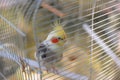 white wavy parrot in a white cage. Pet. bird in captivity Royalty Free Stock Photo