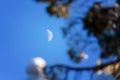 White waxing crescent Moon on noon sky with blurry pine tree brunches in foreground