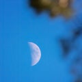 White waxing crescent Moon on noon sky with blurry pine tree brunches in foreground, close up photo