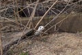 White weasel Mustela nivalis in sand in early spring