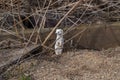 White weasel Mustela nivalis in sand in early spring