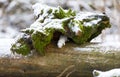 White weasel on an old tree stump in winter