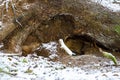 White weasel on an old tree stump in winter