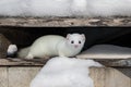 White stoat in its winter hideout Royalty Free Stock Photo