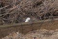 White weasel ( Mustela nivalis ) in sand in early spring