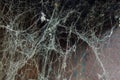 White web on a black brown background, scary frames made of cobwebs. High quality stock photo image featuring a real creepy spider