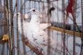 White wedding dove, love Royalty Free Stock Photo