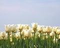 White tulips in a blue sky, agriculture in the Dutch Noordoostpolder, Netherlands Royalty Free Stock Photo