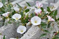 White weed Calystegia sepium hedge bindweed, Rutland beauty, bugle vine, heavenly trumpets, bellbind, granny-pop-out-of-bed