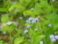 Siam weed, Bitter bush, Christmas bush, Devil weed, Common floss flower (Chromolaena odorata, Eupatorium odoratum)