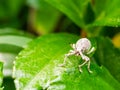 White weevil macro on lush green plant leaf Royalty Free Stock Photo