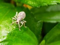 White weevil macro on lush green plant leaf Royalty Free Stock Photo