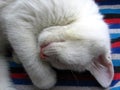 White kitten sleeping curled up on a striped rug Royalty Free Stock Photo