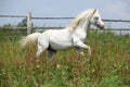 White welsh mountain pony stallion galloping Royalty Free Stock Photo