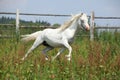 White welsh mountain pony stallion running Royalty Free Stock Photo