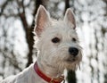 White west highland terrier dog